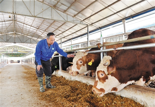 粤桂联手摘穷帽 齐心共奔致富路 --上林县深入