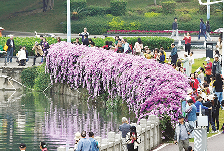 蒜香藤花开醉游人