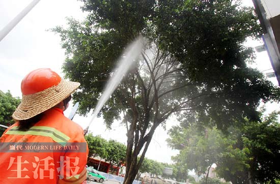 今年南宁市毛毛虫灾害来得猛 绿城打响绿树保卫战