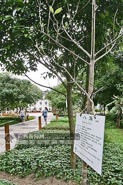 广西中医药民族医药如何突围? 未来有戏吗?(组图)