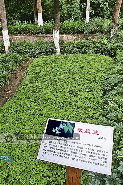 广西中医药民族医药如何突围? 未来有戏吗?(组图)