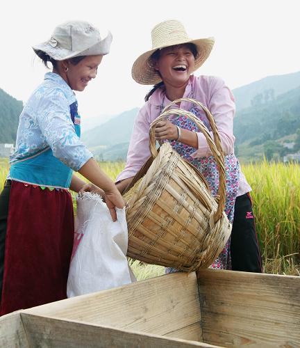 广西凤山中稻开镰收割