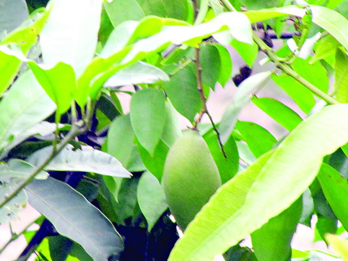 初春芒果挂枝头