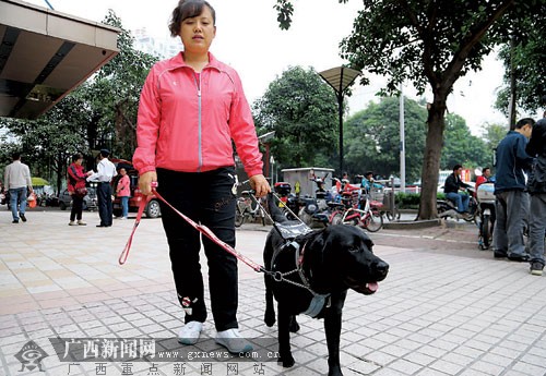 盲人调律师携带导盲犬来学画画 感受南宁热情(图)
