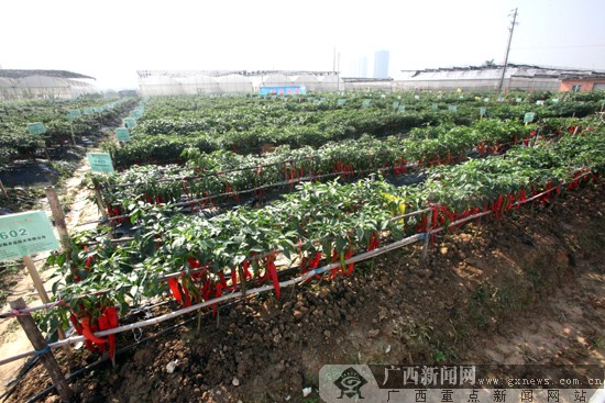 第三届广西-东盟蔬菜新品种交易会市民采摘日遇冷