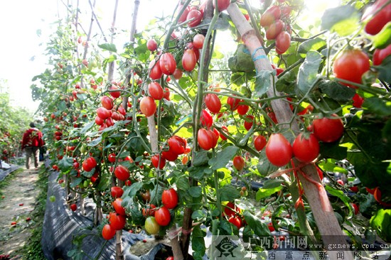 第三届广西-东盟蔬菜新品种交易会市民采摘日遇冷