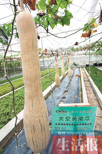 南宁奇迹:太空种子结果大变化 太空蔬菜摆上餐桌