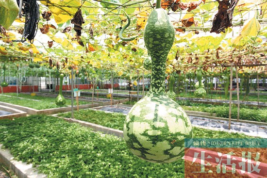 南宁奇迹：太空种子结果大变化 太空蔬菜摆上餐桌