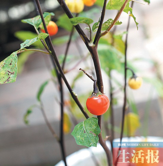 南宁奇迹：太空种子结果大变化 太空蔬菜摆上餐桌