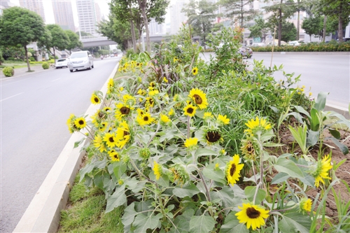 南宁17条城市道路将“增花添彩”精品线路抢先看