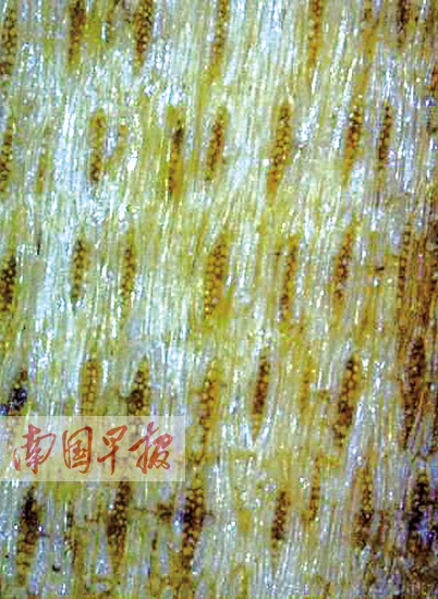 广西质监部门提供红木检测真假新方法 无需