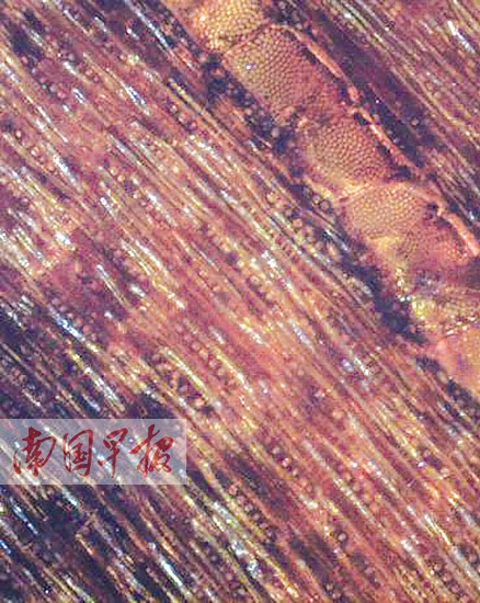 广西质监部门提供红木检测真假新方法 无需