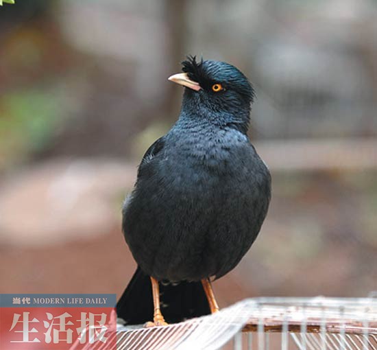 南宁有只