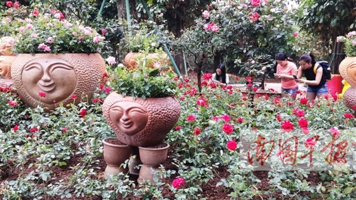南宁青秀山风景区举办玫瑰花展