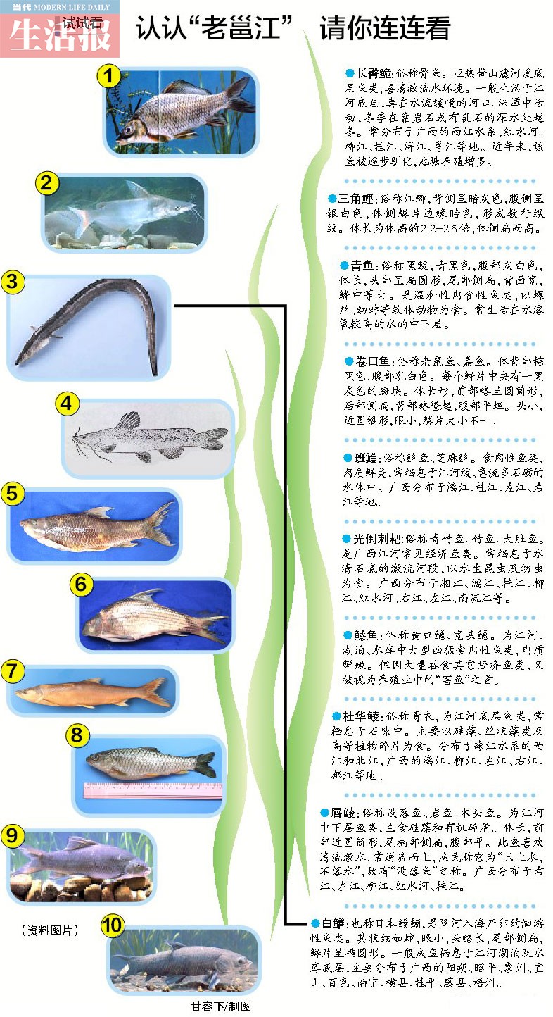 邕江10种鱼类从常见变罕见 濒危鱼你见过哪几种？