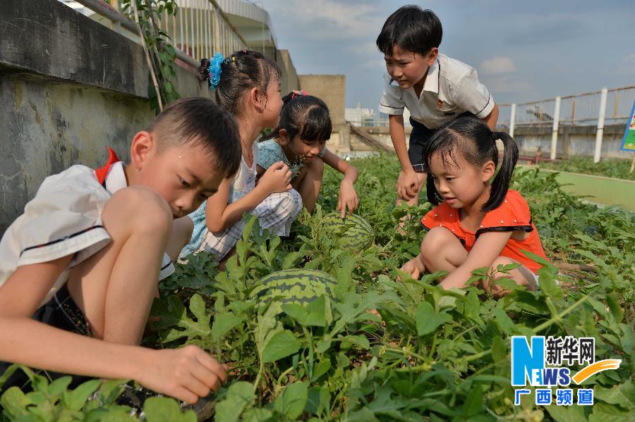 （晚报）（2）小小空中农业园 孩子课外大乐趣