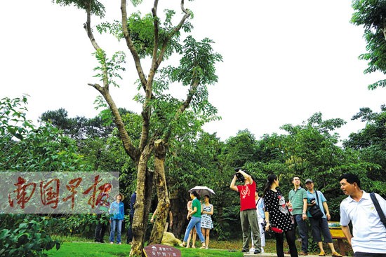 南宁青秀山风景区举办苏铁花展 小朋友可免费畅游