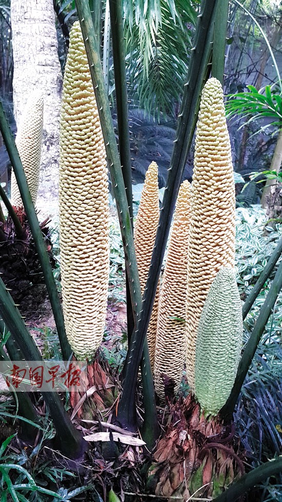 南宁青秀山风景区举办苏铁花展 小朋友可免费畅游