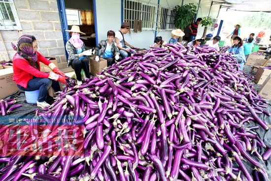 武鸣3位农民向灾区捐献50亩茄子 50多人帮忙(图)