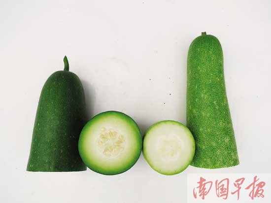 广西新品节瓜品质节节高 绿皮绿肉脆口堪比水果