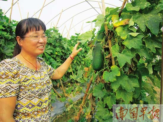 广西新品节瓜品质节节高 绿皮绿肉脆口堪比水果