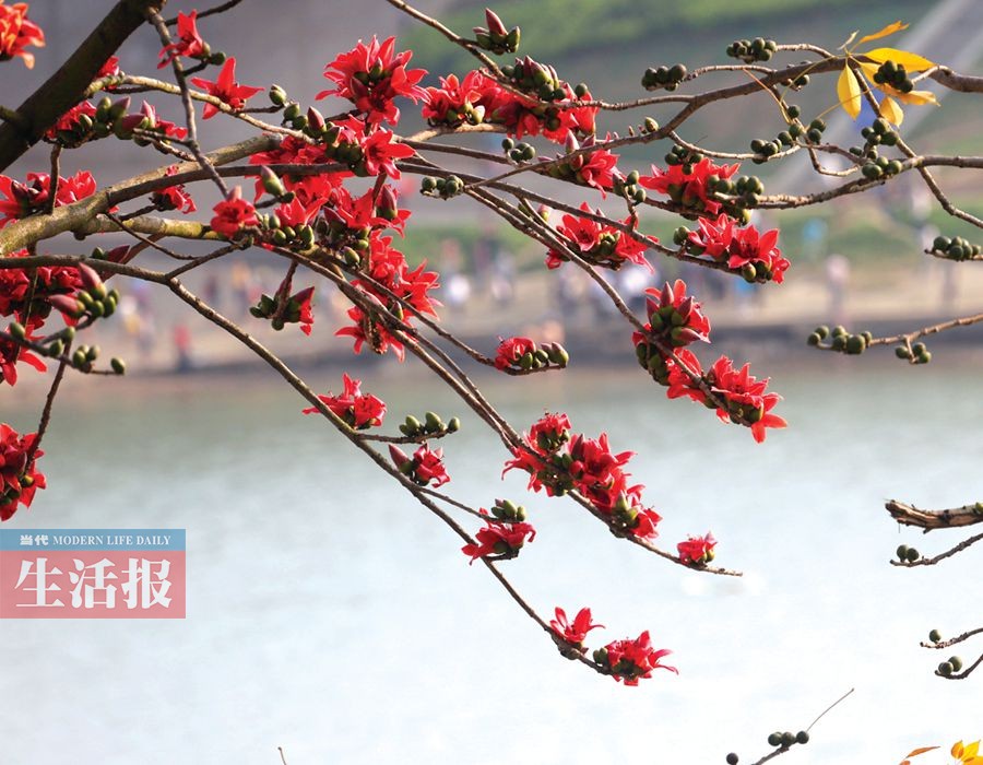 你不知道的南宁赏花点 快去和这些春花打个招呼吧