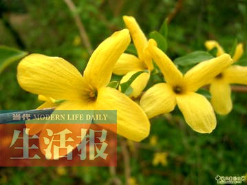 你不知道的南宁赏花点 快去和这些春花打个招呼吧