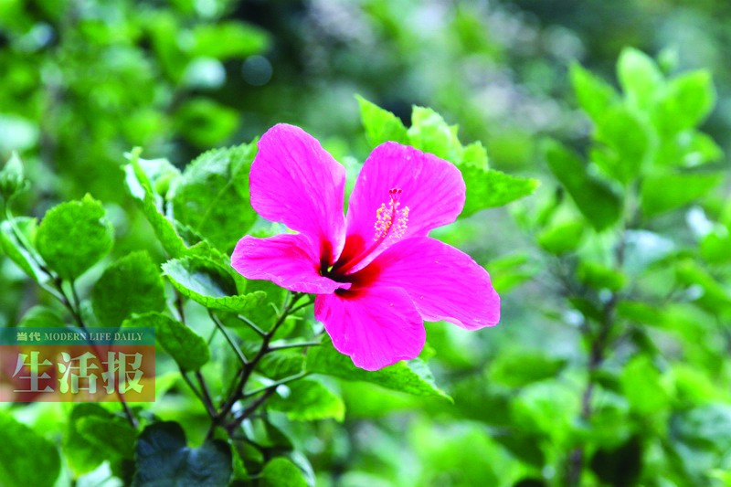 你不知道的南宁赏花点 快去和这些春花打个招呼吧