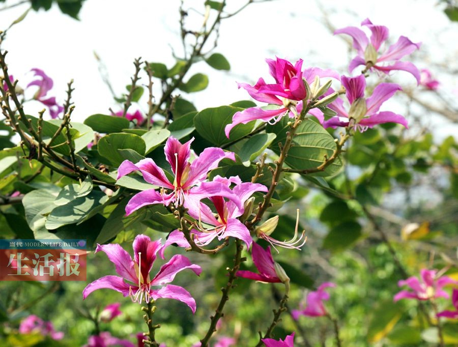 你不知道的南宁赏花点 快去和这些春花打个招呼吧