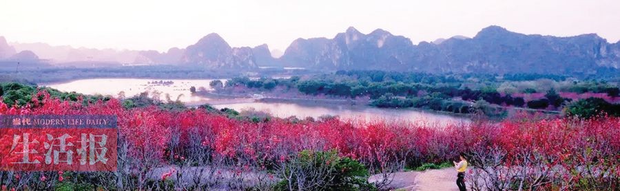 玩转南宁最大城区武鸣 来一趟说走就走的旅行(图)