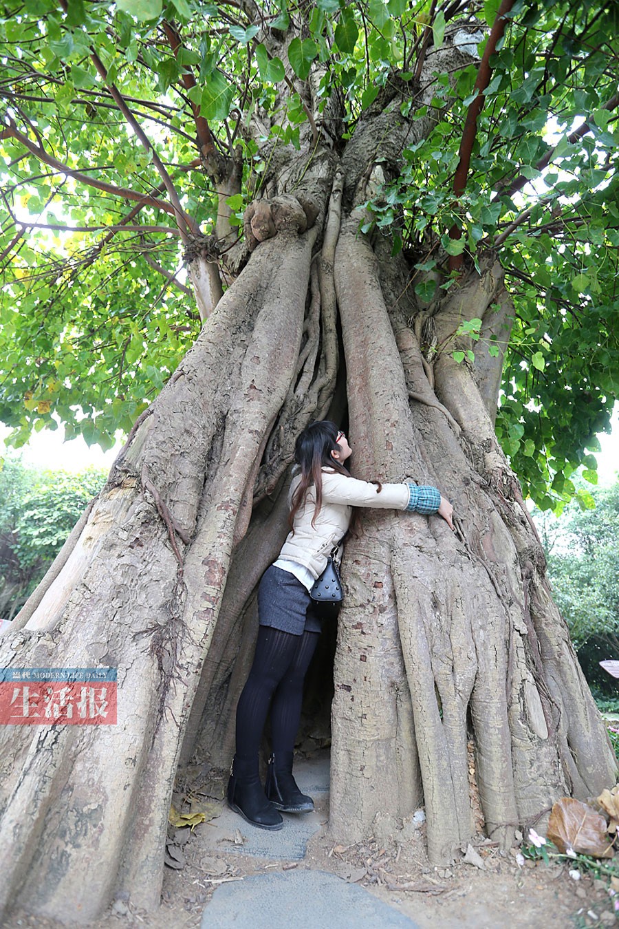 高清：南宁有哪些古树名木分布在哪儿 你知道吗？