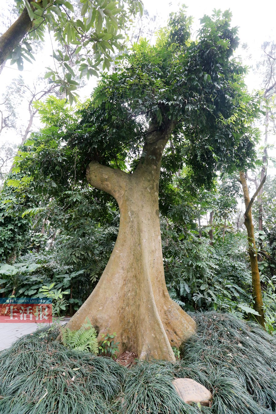 高清：南宁有哪些古树名木分布在哪儿 你知道吗？