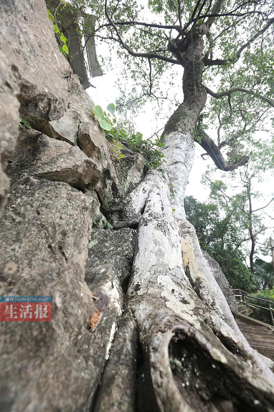 高清：南宁有哪些古树名木分布在哪儿 你知道吗？