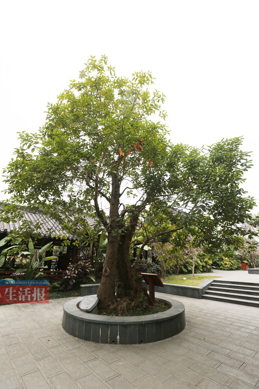 高清：南宁有哪些古树名木分布在哪儿 你知道吗？