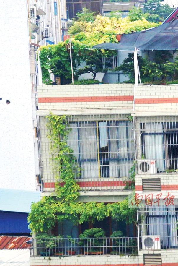 南宁多处小区都有“私家花园” 居民有赞有弹(图)