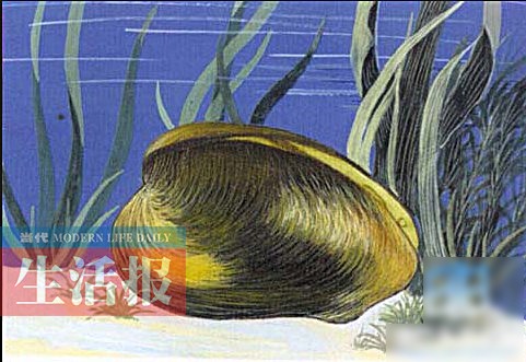 中华白海豚、美人鱼……看到这些宝贝请手下留情