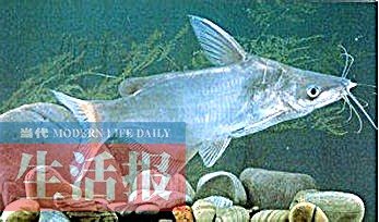 中华白海豚、美人鱼……看到这些宝贝请手下留情