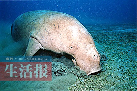 中华白海豚、美人鱼……看到这些宝贝请手下留情