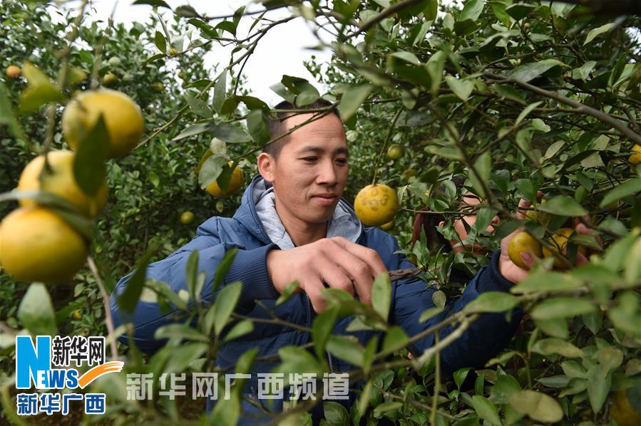 南宁市乡村果游富农家(组图)
