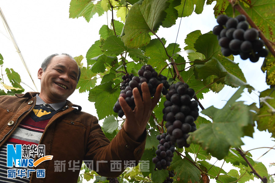 南宁市乡村果游富农家(组图)