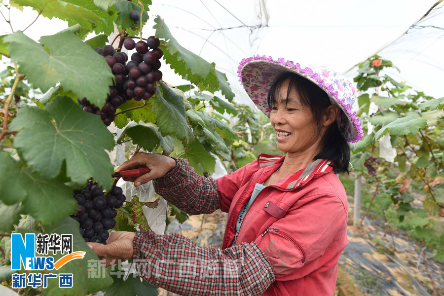 南宁市乡村果游富农家(组图)