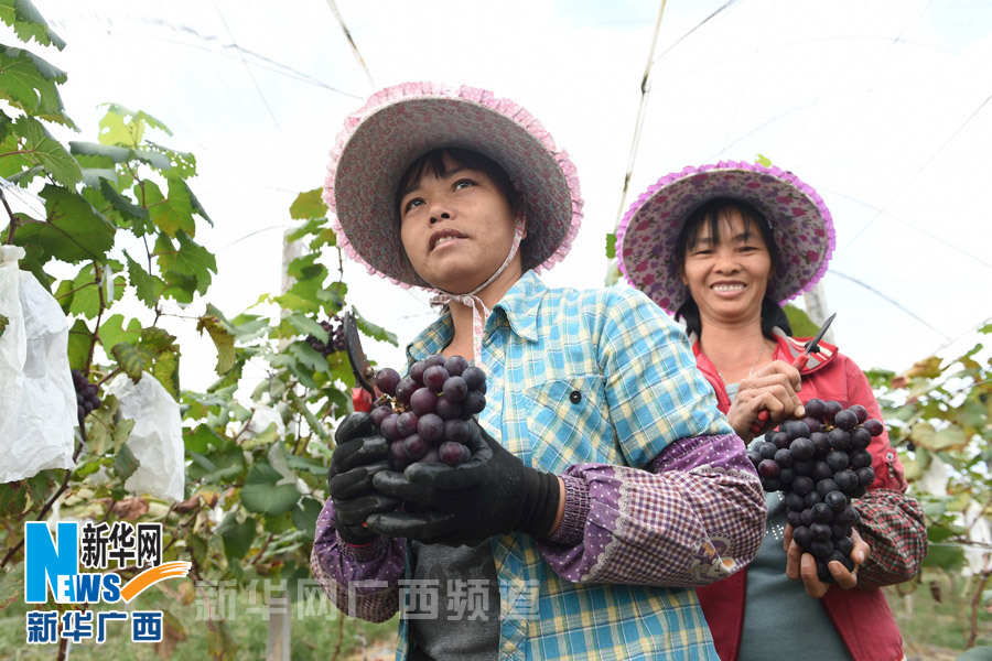 南宁市乡村果游富农家(组图)