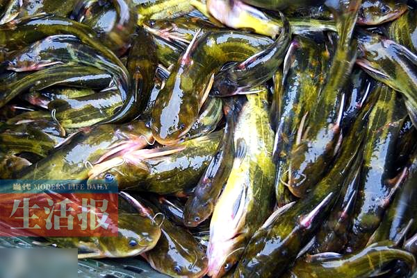 广西多地水产品中检出禁用药物 花甲螺、鲈鱼上榜