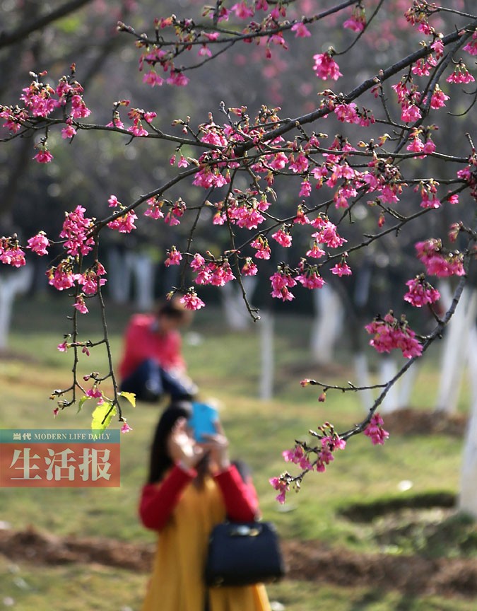 南宁石门森林公园的樱花开了 春节或满园花开(图)