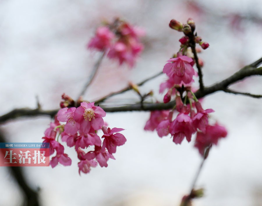 南宁石门森林公园的樱花开了 春节或满园花开(图)