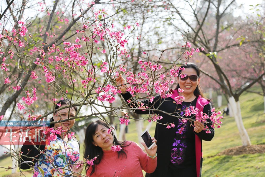 南宁石门森林公园的樱花开了 春节或满园花开(图)